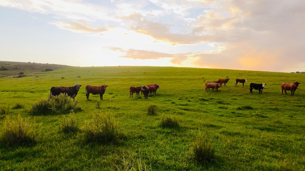 1765 Has - Tacuarembó